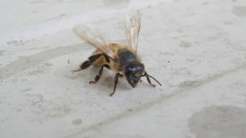 Bee on white background Stock Footage 128901159