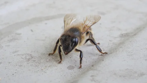 Bee on white background Stock Footage 128901210
