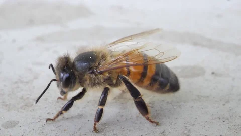 Bee on white background Stock Footage 128903234