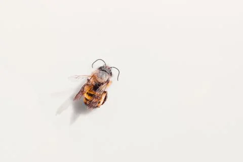 Bee on the white background free space for text Foto stock