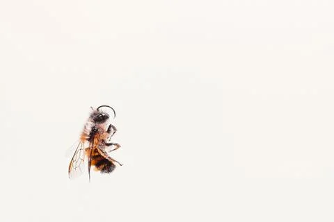 Bee on the white background free space for text Stock Photos