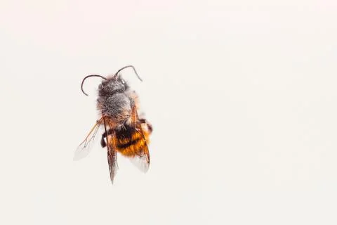 Bee on the white background free space for text Foto stock