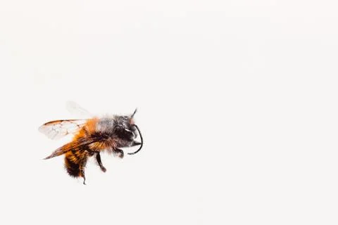 Bee on the white background free space for text Stock Photos