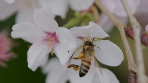 Bee on white blossom flower Stock Footage 138740948