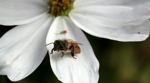 Bee on white blossom 動画素材 11667047