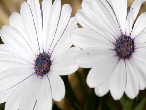 Bee on white camomile Stock Footage 76484314