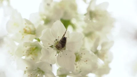 Bee on white cherry blossom close up Stock Footage 151086142