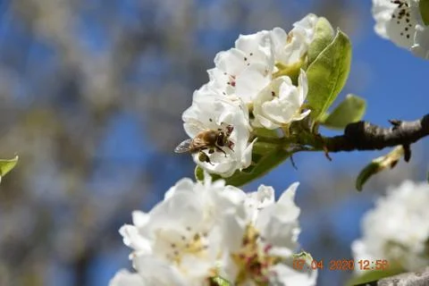Bee on white cherry blossom Stock Photos