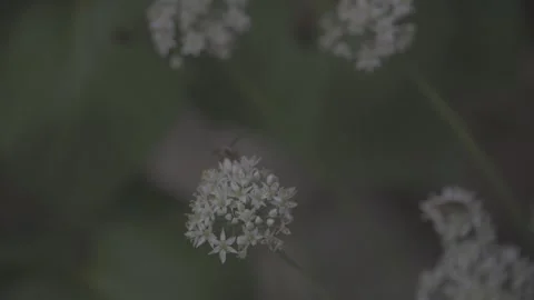 Bee on White Chive Flower Pollination Stock Footage 345027305