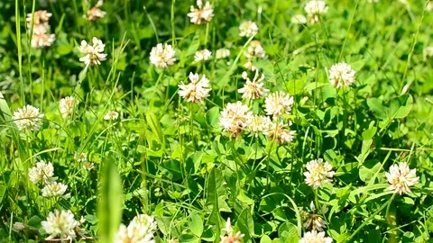 Bee on white clover flower Stock Footage 72129983