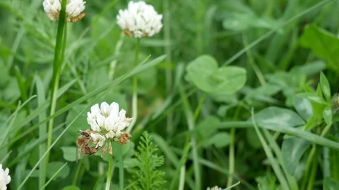 Bee on a white clover flower. Stock Footage 121926763