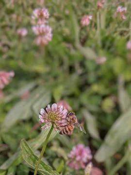 Bee on white clover flower Stock Photos