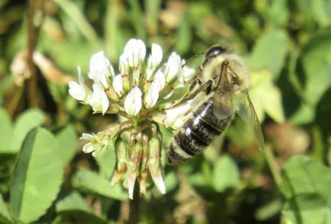Bee on white clover flower Stock Photos