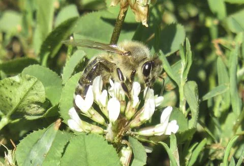 Bee on white clover flower Stock Photos