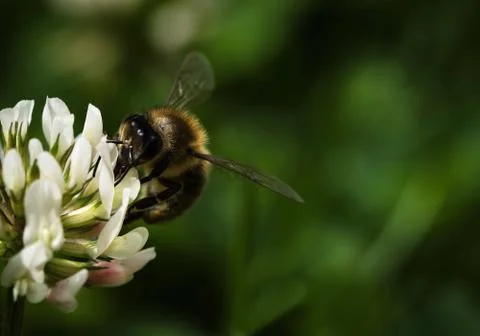 Bee on white clover Stock Photos