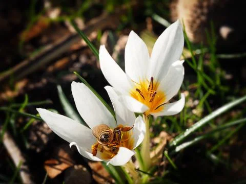 Bee in white crocus Stock Photos