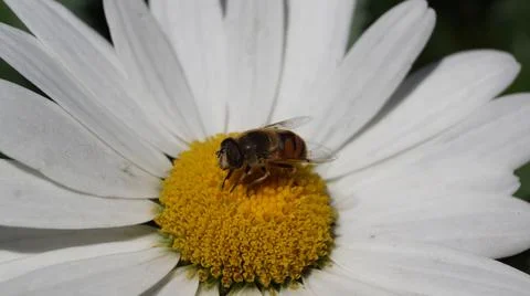 Bee on White Daisy Close-Up Stock Photos