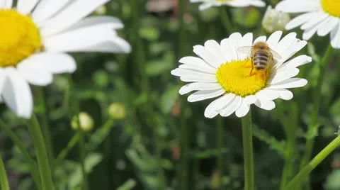 Bee on the white daisy Stock Footage 11906418