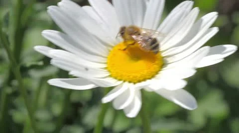 Bee on the white daisy Stock Footage 11906461