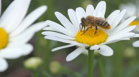 Bee on the white daisy Stock Footage 11906534