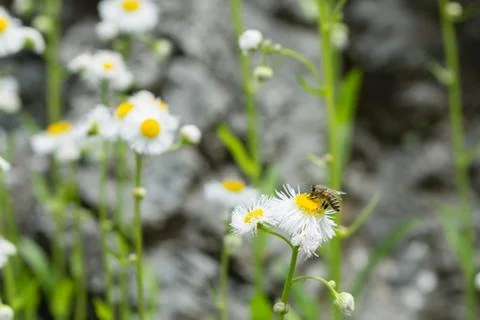 Bee on White Daisy Stock Photos