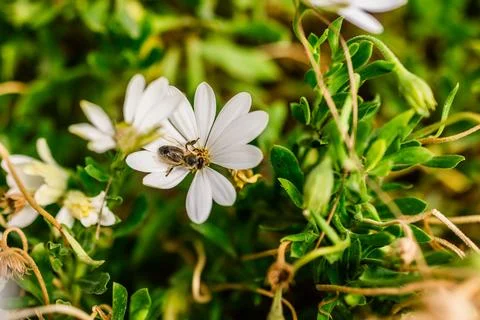 Bee on a white daisy in spring. Natural harmony, pollination process and ec.. Stock Photos