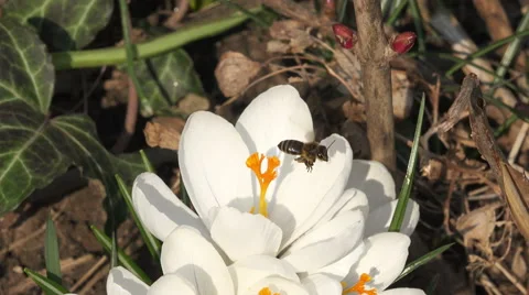 Bee on a white flower 4K Stock Footage 48136840