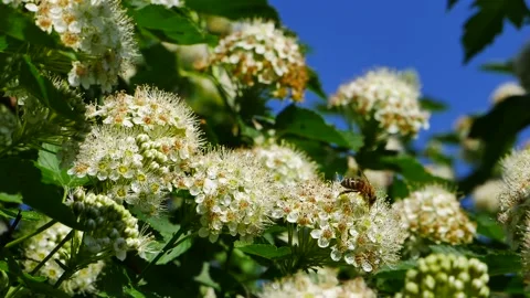 A bee on a white flower against a blue sky eats nectar. 스톡 동영상 155861053