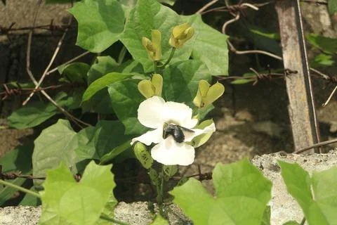 Bee on White Flower with Barbed Wire Background Stock Photos