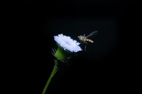 Bee with white flower on the black background Photos