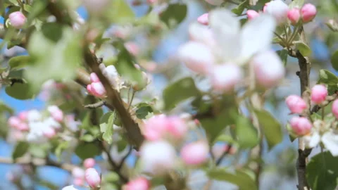 Bee on white flower close up. Bee pollinates flowers.  Close up for white app Stock Footage 107578335