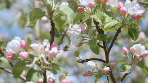 Bee on white flower close up. Bee pollinates flowers.  Close up for white app Stock Footage 107578367