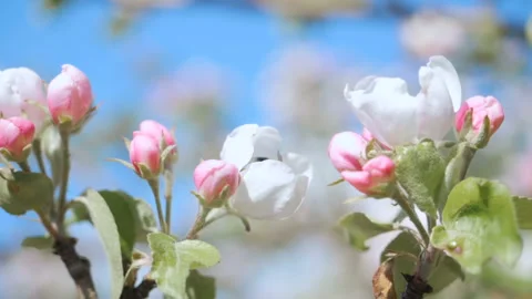 Bee on white flower close up. Bee pollinates flowers.  Close up for white app Stock Footage 107578377