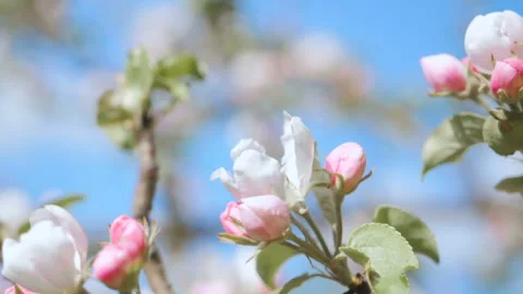 Bee on white flower close up. Bee pollinates flowers.  Close up for white app Stock Footage 107578396
