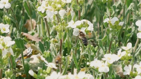 Bee on white flower close up. Bee pollinates flowers. Slow motion. Stock Footage 107618309