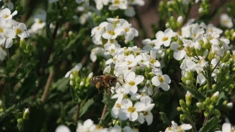 Bee on white flower close up. Bee pollinates flowers. Slow motion. Stock Footage 107618329