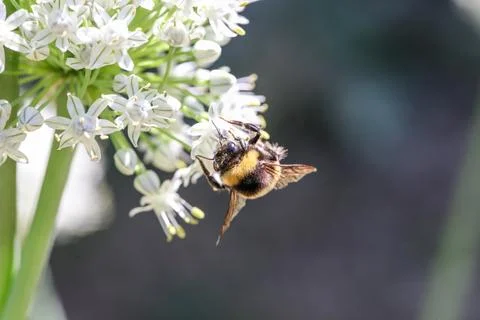 Bee on white flower close-up front Stock Photos