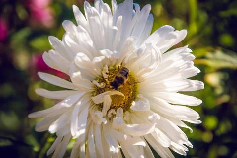 Bee on a white flower. close up 스톡 사진