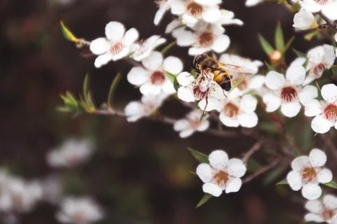 Bee in a white flower close up Stock Photos