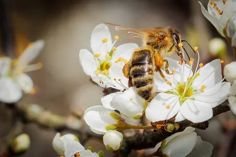 Bee on a white flower, close-up Stock Photos