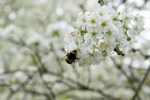 Bee on white flower closeup spring summer bloom blossom garden forest honey Foto stock