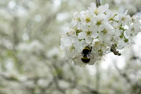Bee on white flower closeup spring summer bloom blossom garden forest honey Stock Photos