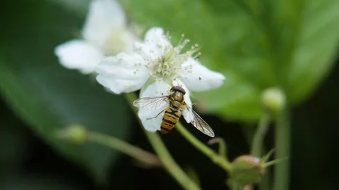 Bee on white flower eating nectar Stock Footage 81599124