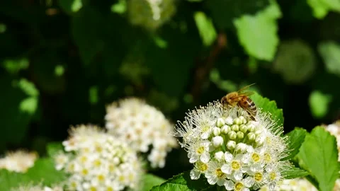 A bee on a white flower eats nectar. 스톡 동영상 155860968