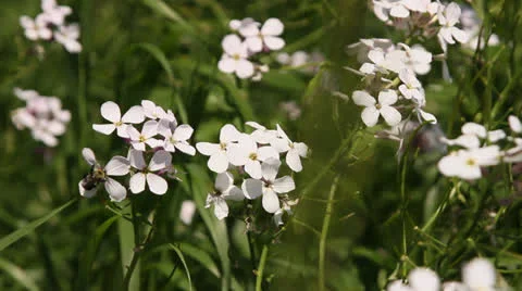 Bee on white flower floats between petals then flies away. HD 1080p 24fps. Stock Footage 22707056