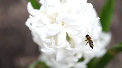 Bee on the white flower Stock Footage 35458812