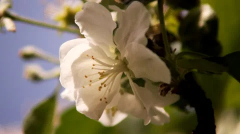 Bee on the White Flower. Video stock 36479705