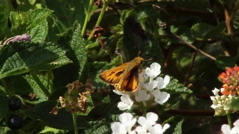 Bee on white flower Stock Footage 79230965