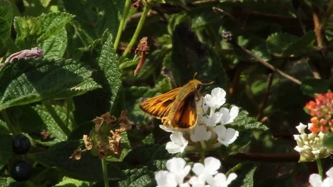 Bee on white flower Stock Footage 79230981