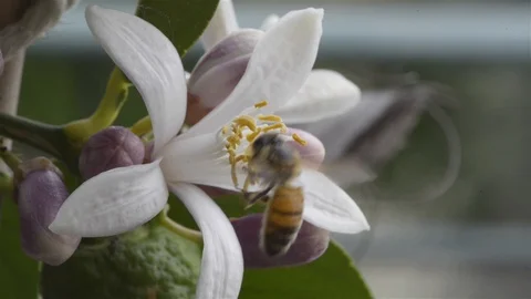 Bee on white flower Video stock 107838066